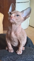 Sonthana - Chaton disponible  - Sphynx