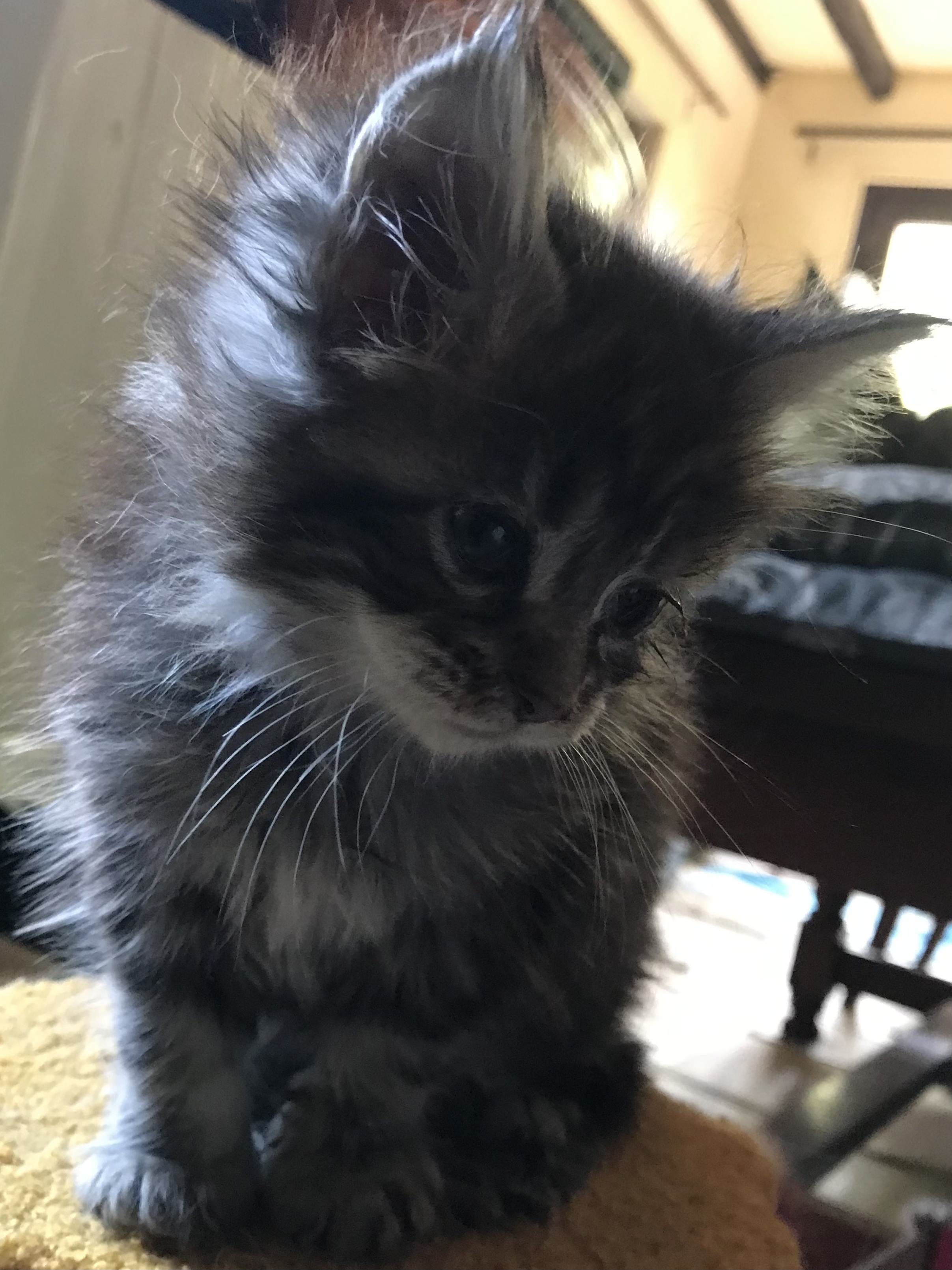 chaton Maine Coon Du Royaumdautecour