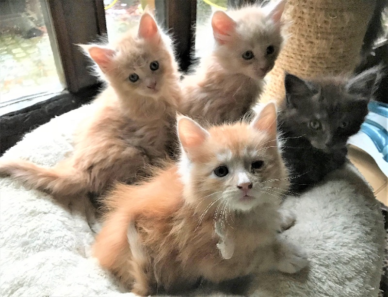 chaton Maine Coon Du Royaumdautecour