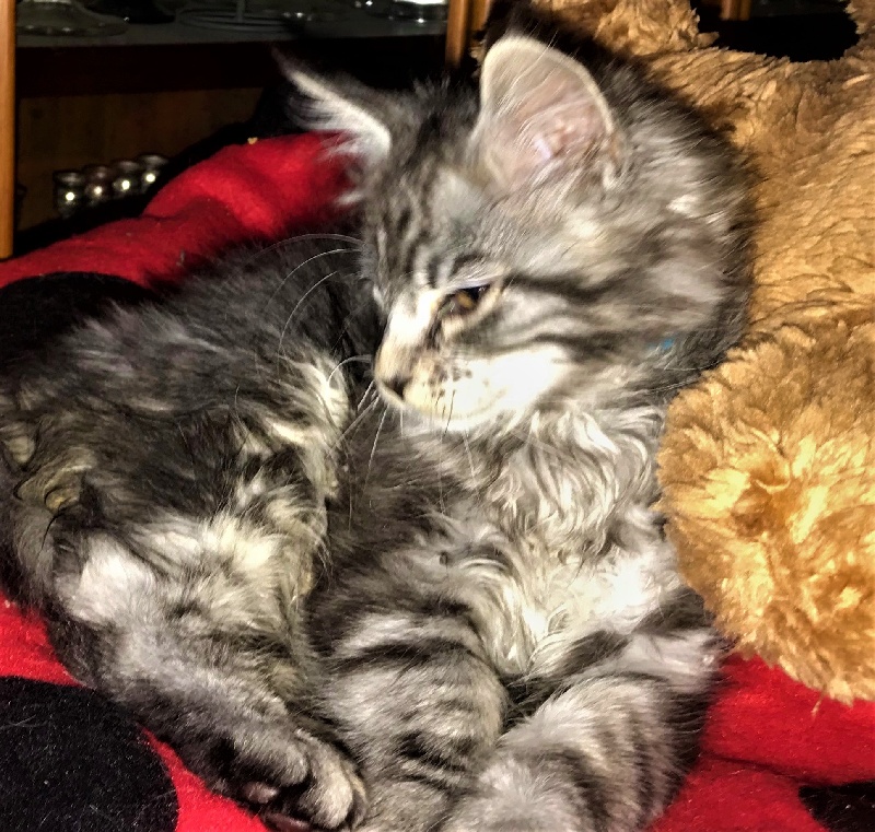 Du Royaumdautecour - Maine Coon - Portée née le 09/11/2018