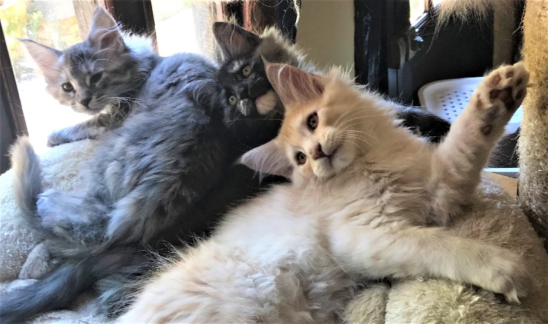 chaton Maine Coon Du Royaumdautecour