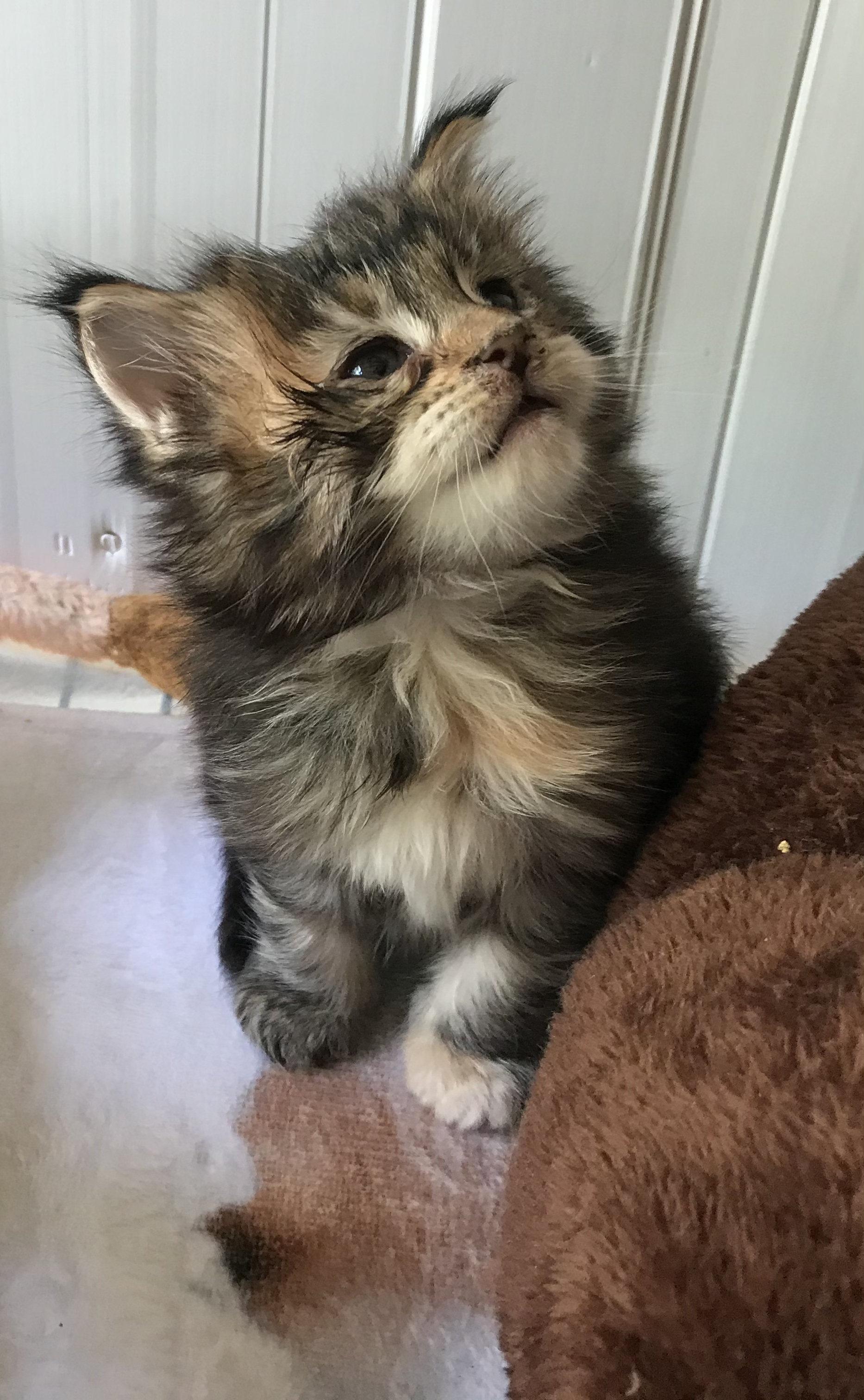 Du Royaumdautecour - Chaton disponible  - Maine Coon