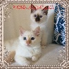 Des Bebes Blues - 2 chatons sacré de Birmanie de 3 mois 