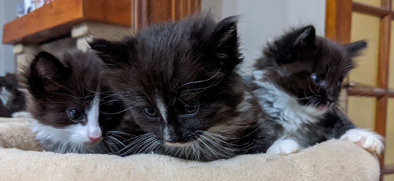 chaton Norvégien De Fjordland