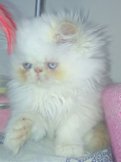 chaton Exotic Shorthair What A Superstar's