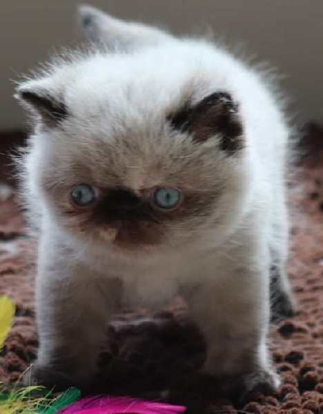 What A Superstar's - Chaton disponible  - Exotic Shorthair