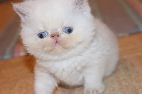 What A Superstar's - Chaton disponible  - Exotic Shorthair