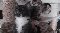 De Coon's Of The Gang - Chaton disponible  - Maine Coon