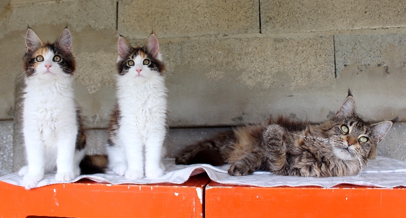 chaton Maine Coon De La Millaniere