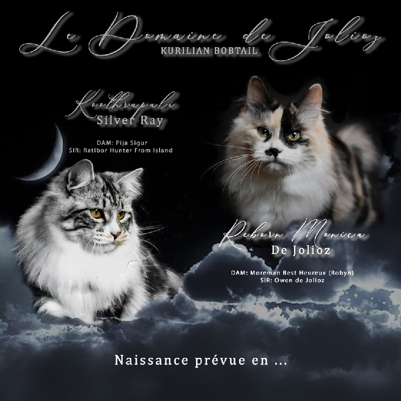 chaton Kurilian Bobtail poil court et poil long De Jolioz