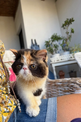 Bretz'elle - Exotic Shorthair