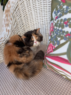 Bretz'elle - Exotic Shorthair