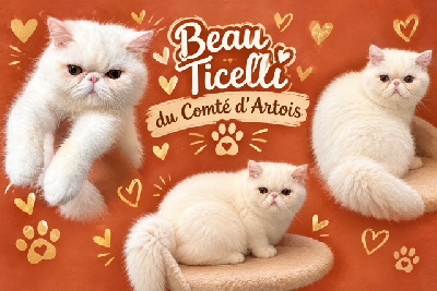 Beau Ticelli - Exotic Shorthair