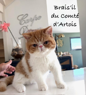 Braiz'il - Exotic Shorthair