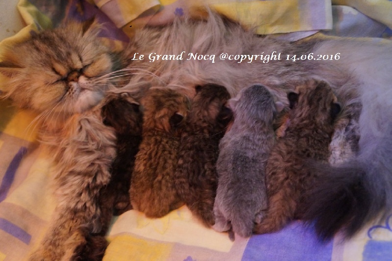 chaton Persan Du Grand Nocq