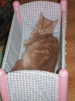 cat's dream's Babuchka