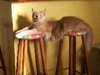 cat's dream's Babuchka
