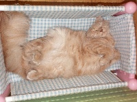 cat's dream's Babuchka