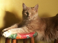 cat's dream's Babuchka