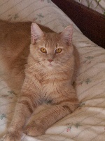 cat's dream's Babuchka