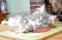 OSLO  bleu silver blotched tabby - Maine Coon