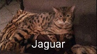 Juha dit jaguar les coeurs bohêmes