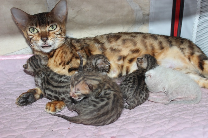 chaton Bengal De La Fontaine Enchantée