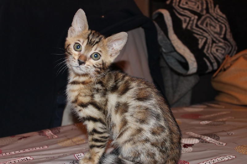 chaton Bengal De La Fontaine Enchantée