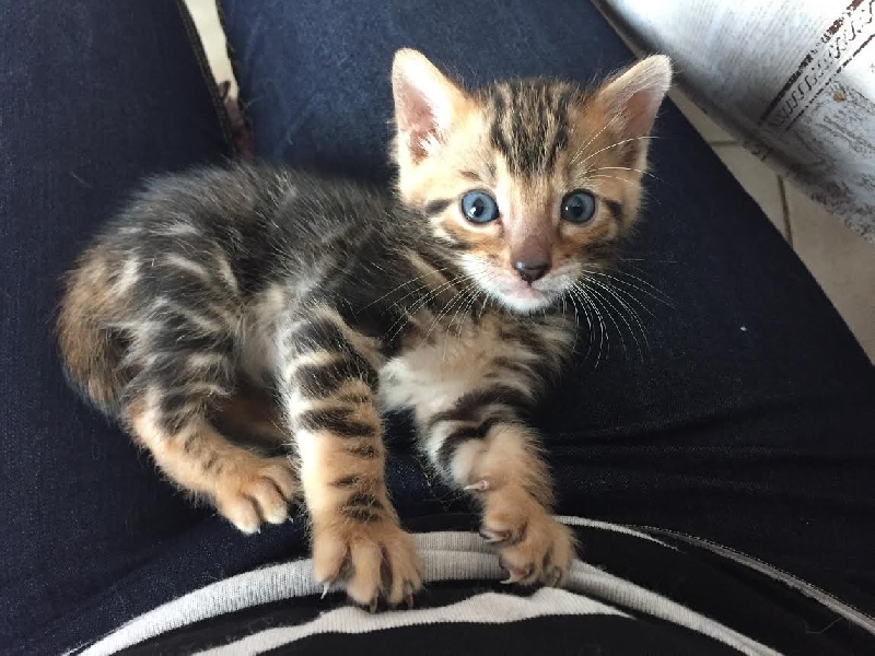 chaton Bengal De La Fontaine Enchantée