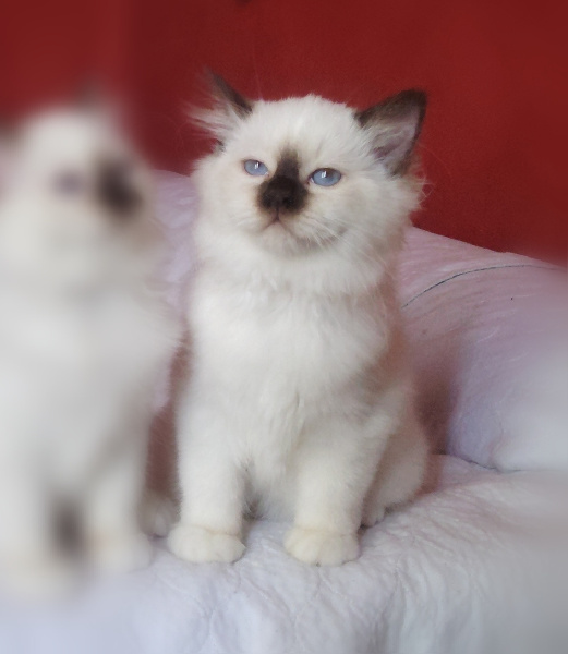 CHATON - 