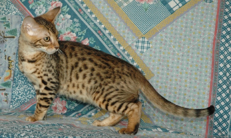 chaton Bengal du Jardin D'Auria