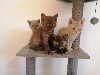 De Tisca Love - Nos chatons selkirk grandissent