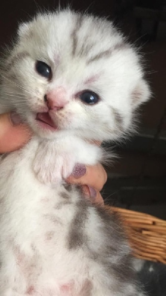 chaton Scottish Fold Des Rives Du Viaur