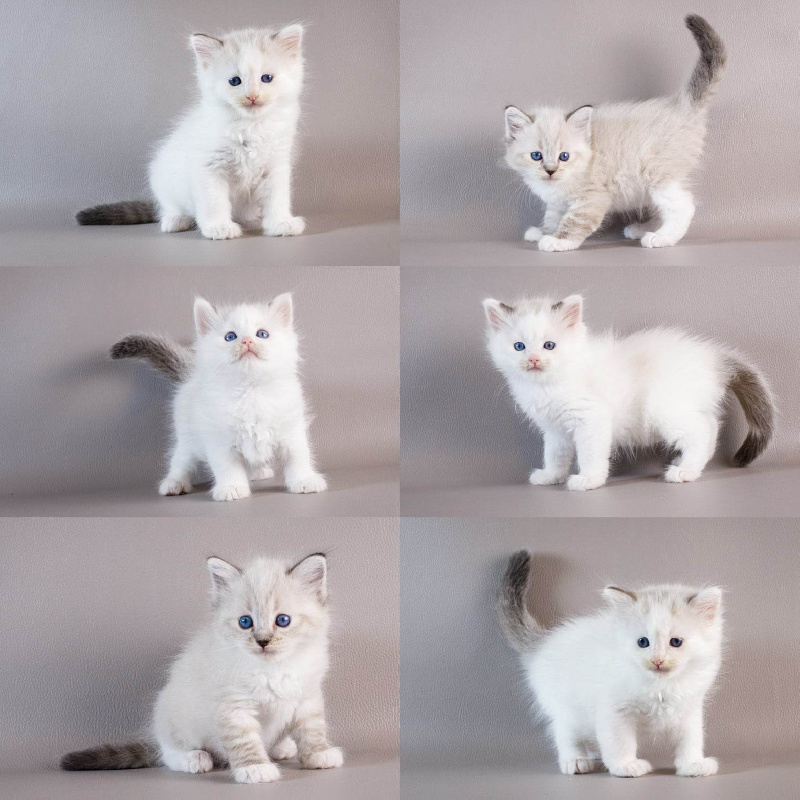 chaton Ragdoll Des Rives Du Viaur