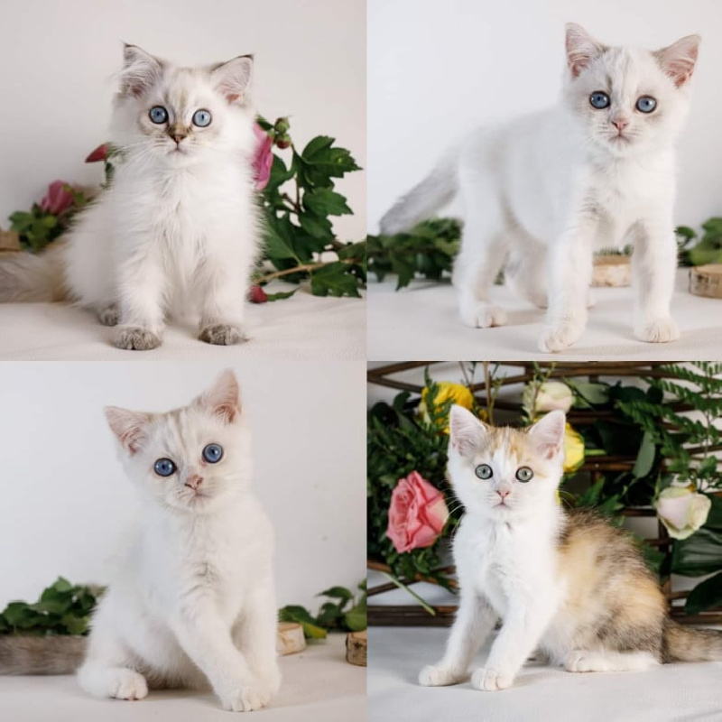 chaton British Shorthair et Longhair Des Rives Du Viaur