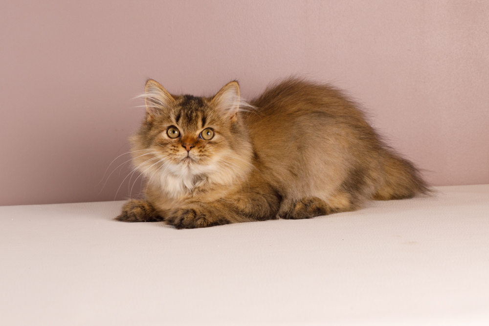 Des Rives Du Viaur - British Shorthair et Longhair - Portée née le 29/04/2023