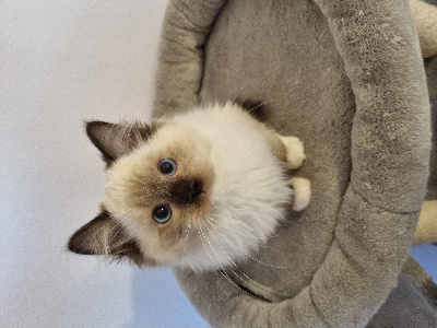 Totem, mâle seal point mitted