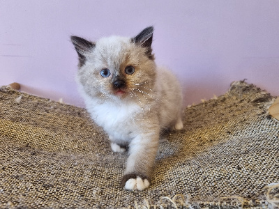 Twister, mâle seal mitted