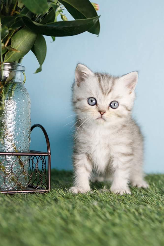 Des Rives Du Viaur - British Shorthair et Longhair - Portée née le 23/04/2022