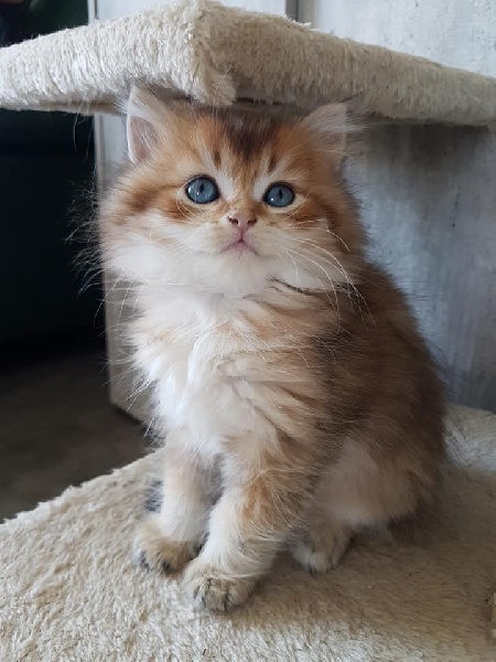 chaton British Shorthair et Longhair Des Rives Du Viaur