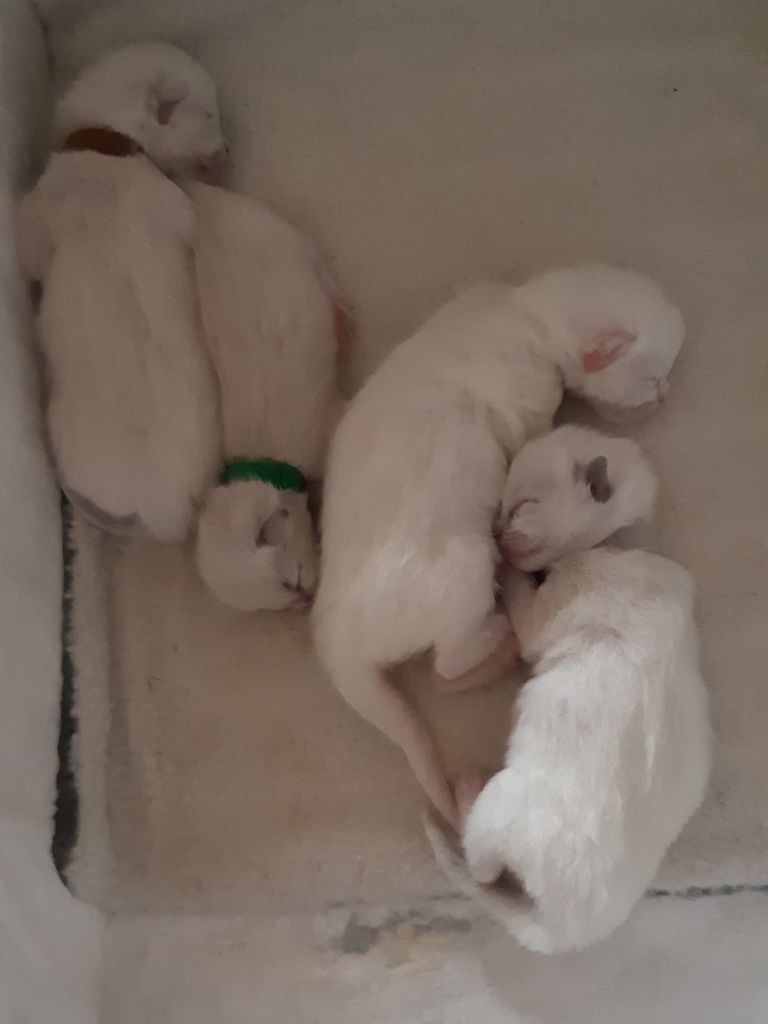 De La Petite Ourse - 4 chatons sont nés le 20 décembre :-) 
