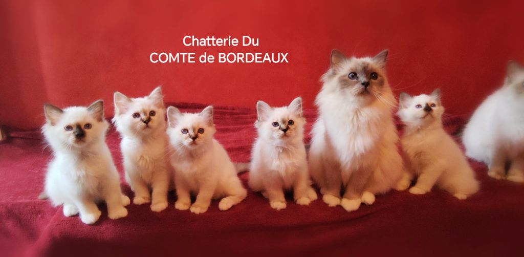 Comte De Bordeaux - Chatons Sacrés de Birmanie DISPONIBLES 