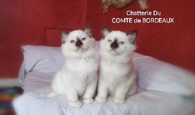 Comte De Bordeaux - Chaton disponible  - Sacré de Birmanie