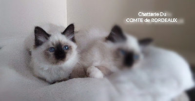 CHATON - Sacré de Birmanie