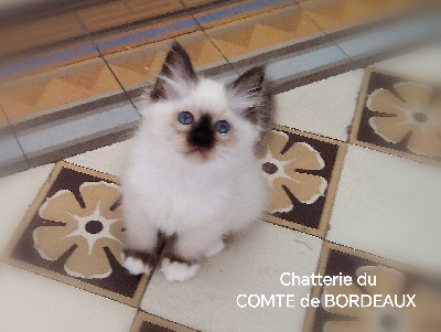CHATON - Sacré de Birmanie