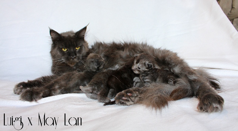 chaton Maine Coon Hell's Line Cat's