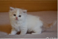 D'Alys Romaël - Scottish Fold - Portée née le 13/10/2016