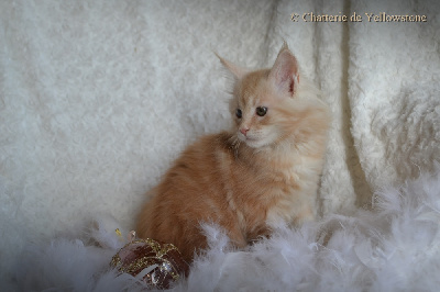 De Yellowstone - Chaton disponible  - Maine Coon