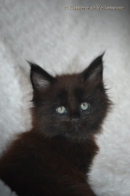 De Yellowstone - Chaton disponible  - Maine Coon