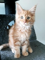 Des Andals - Chaton disponible  - Maine Coon